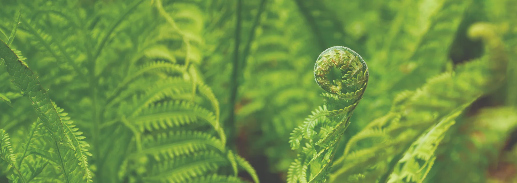 An unfurling fiddlehead fern, the MCEDV motif for growth and new beginnings