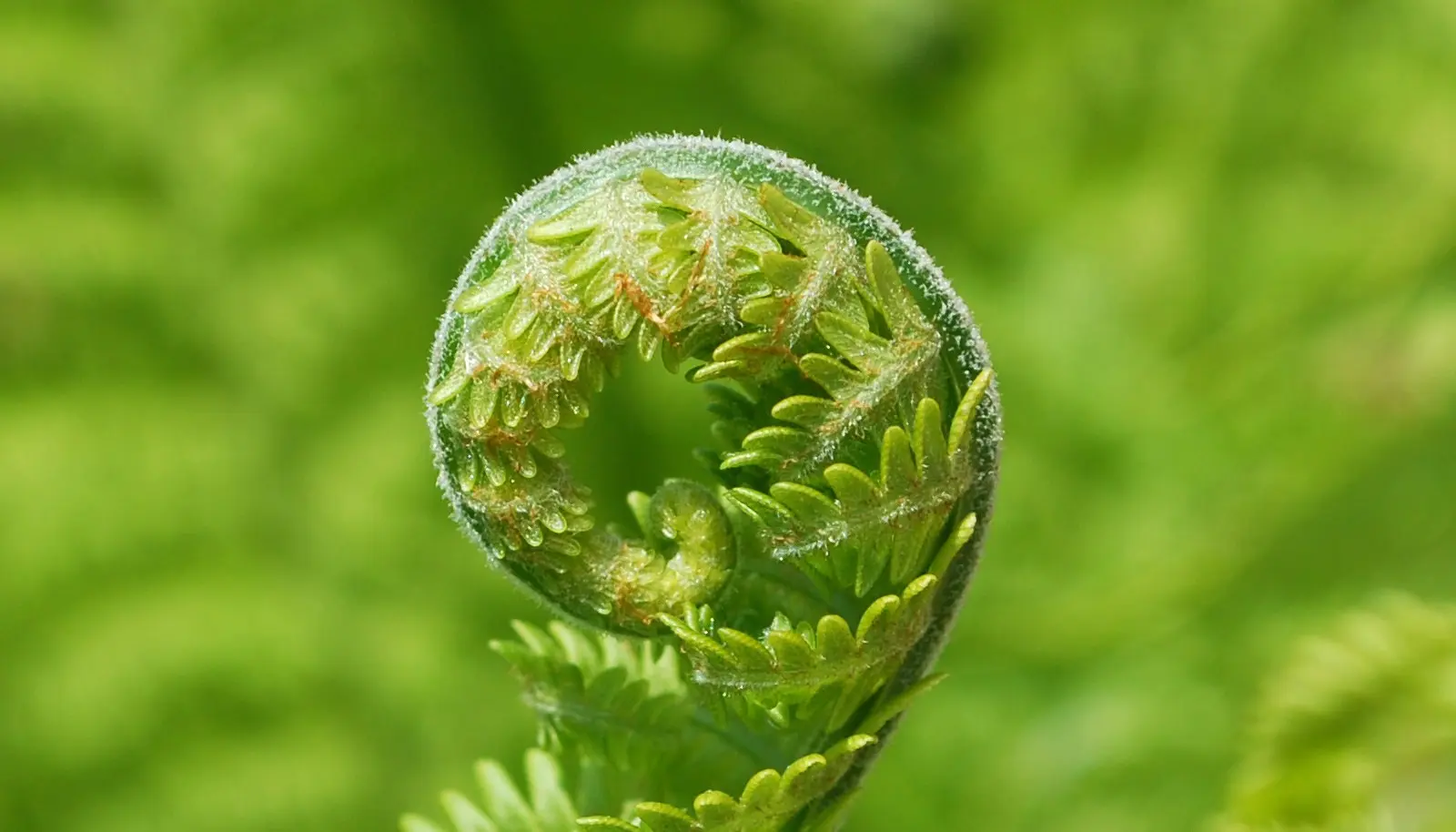 Close-up of a young fiddlehead fern curled among green fronds