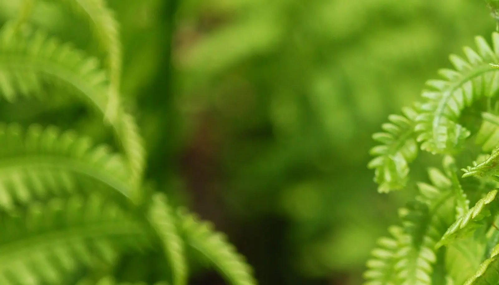 Soft green fern fronds in the forest
