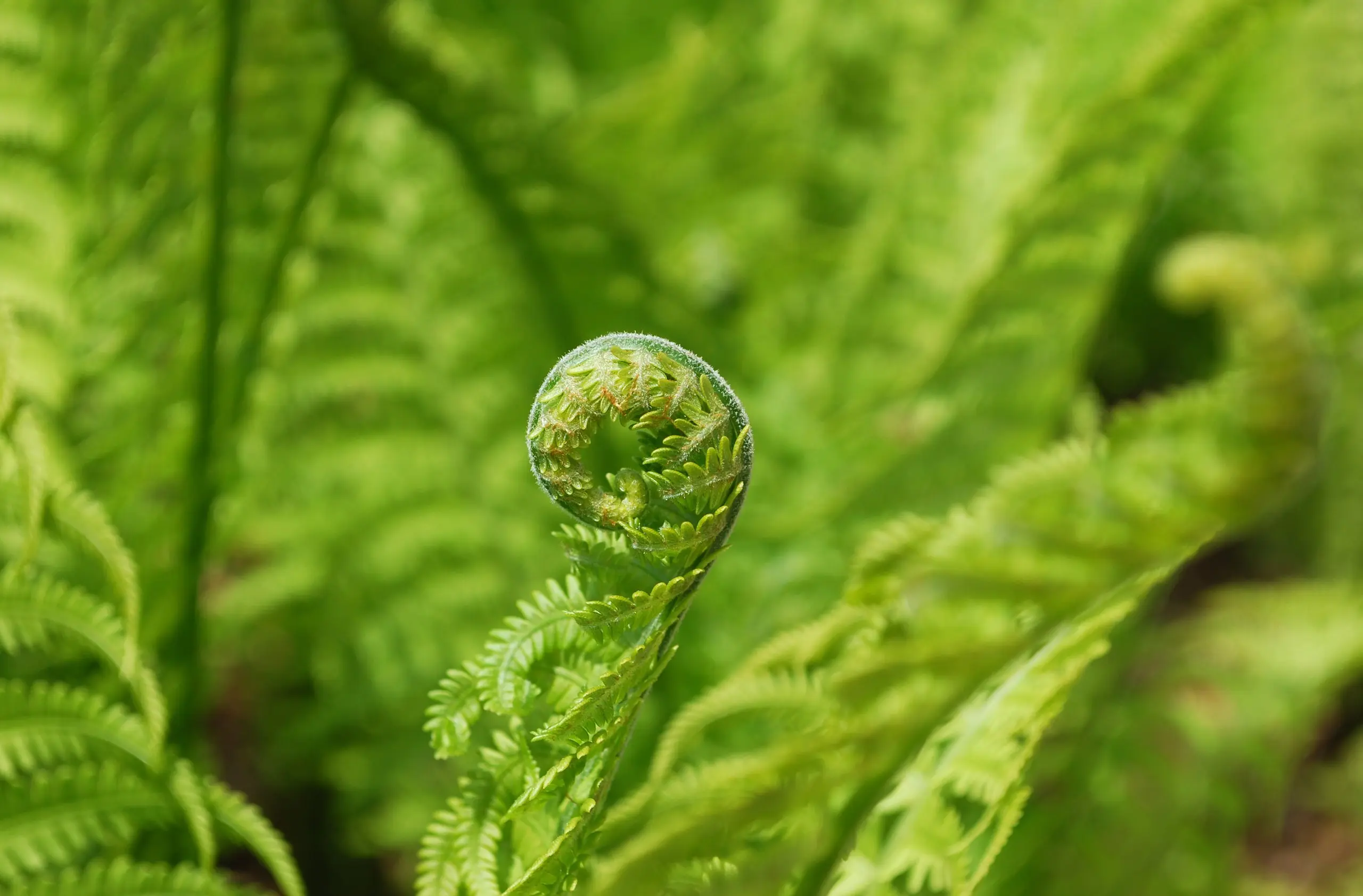 A young fiddlehead fern unfurling among green ferns